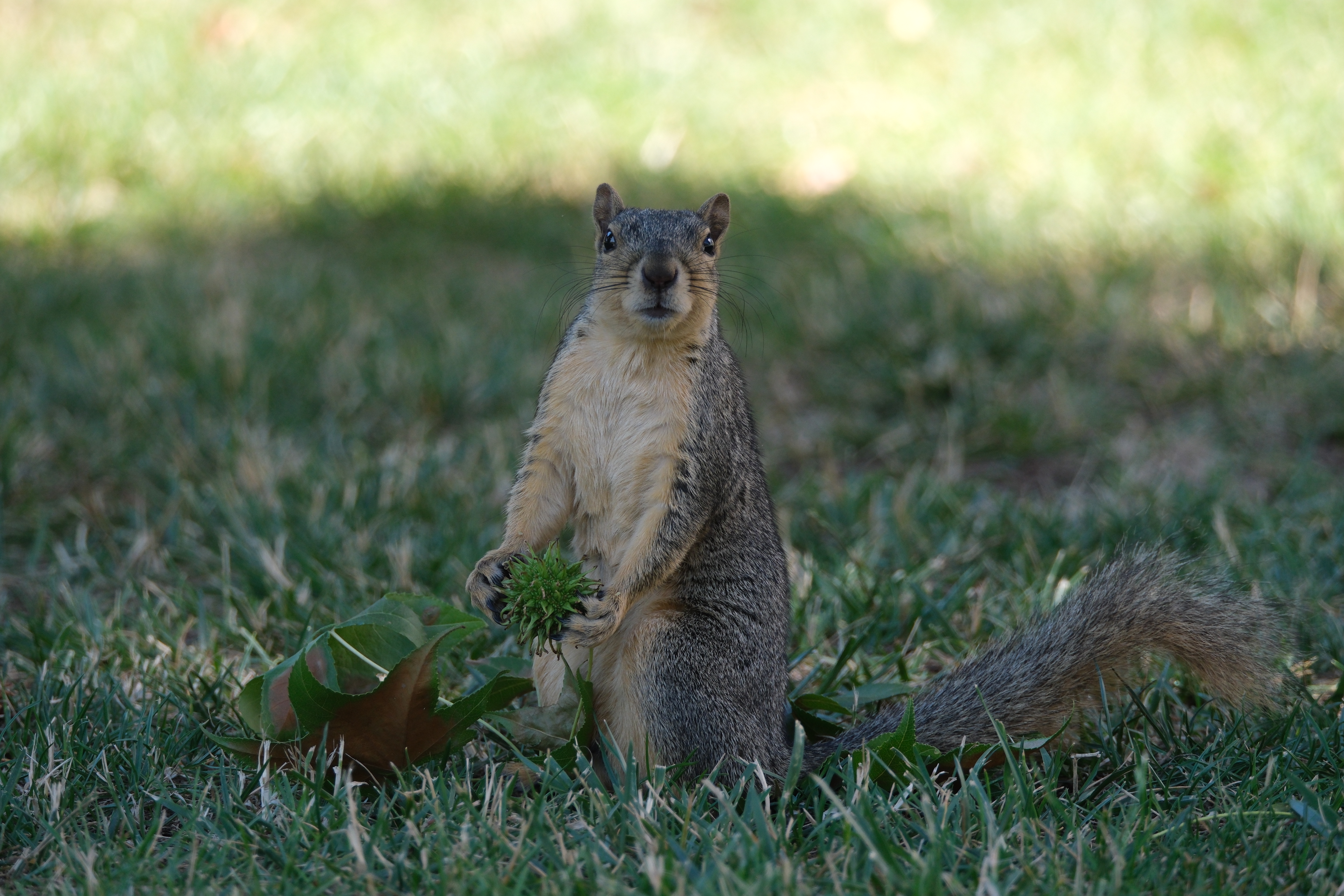 Caltech_squirrel2.JPG