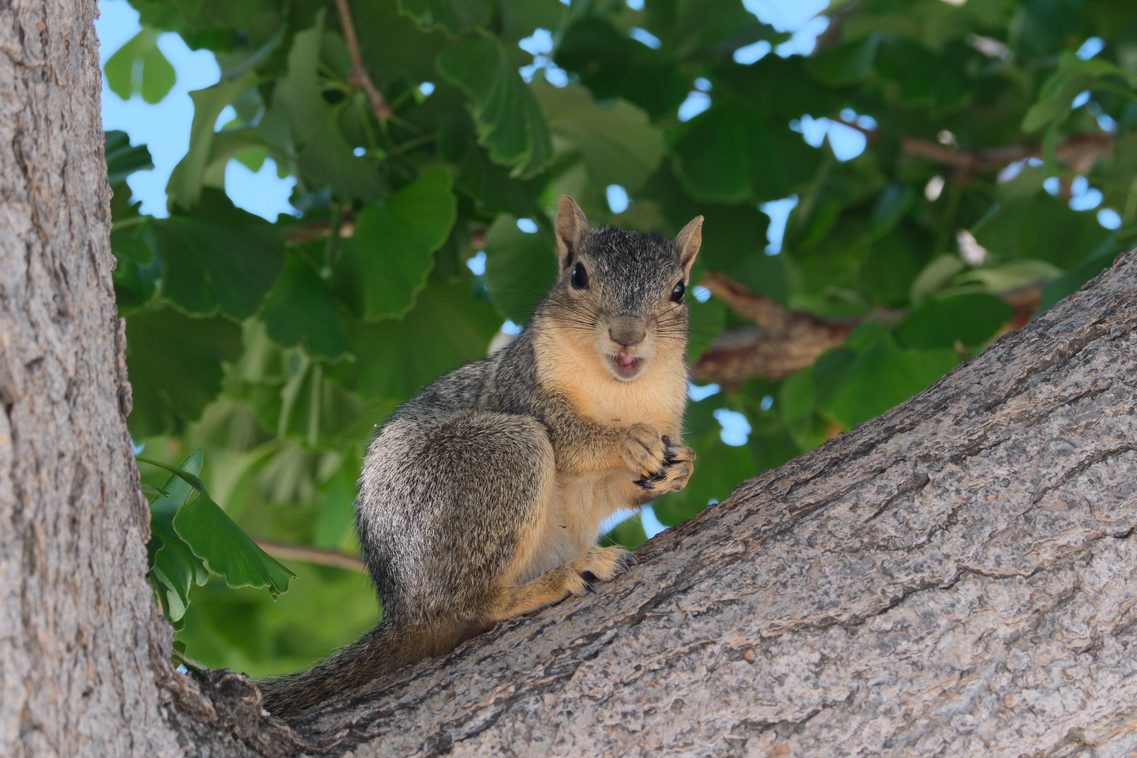 Caltech_squirrel3.JPG