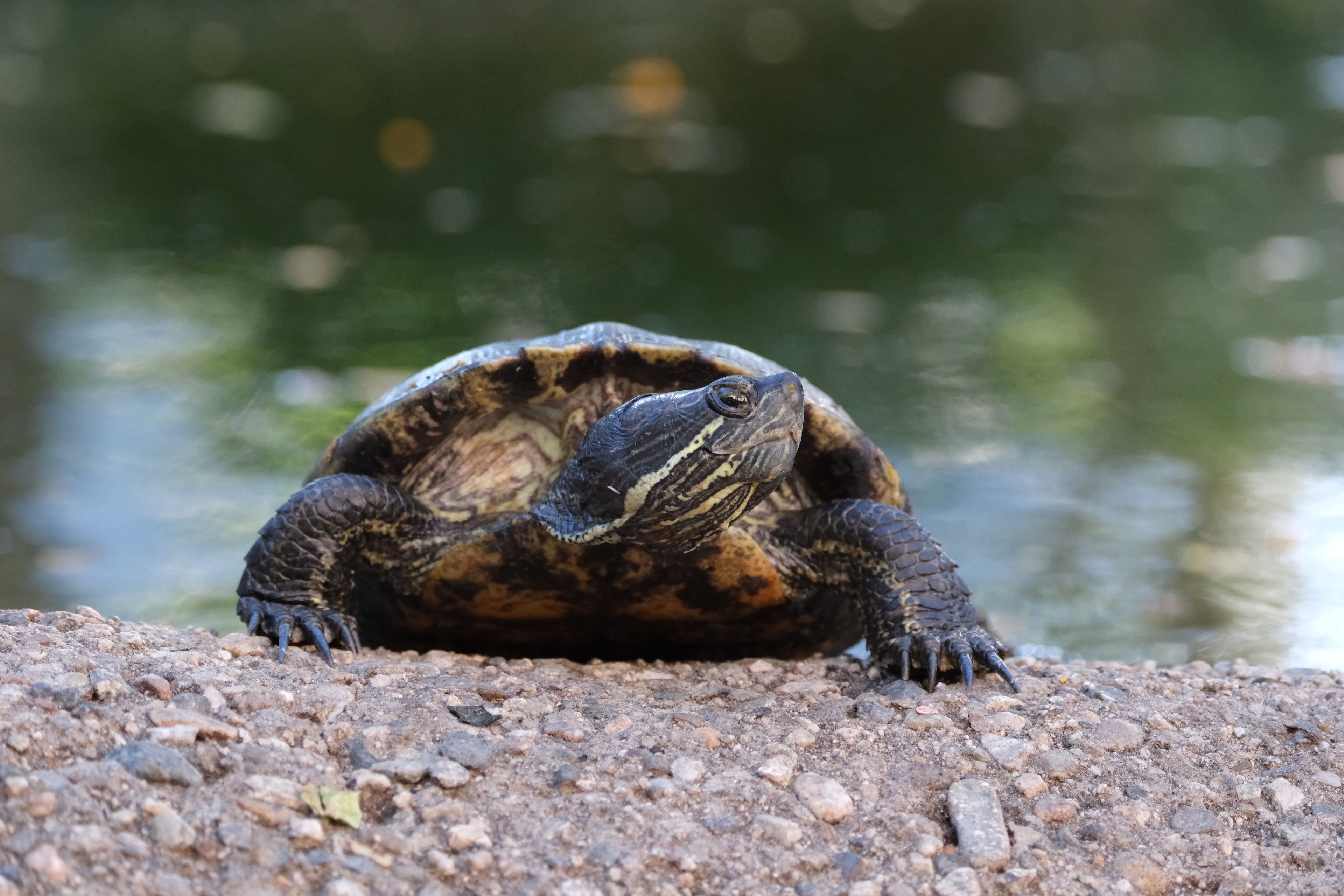 Caltech_turtle1.JPG