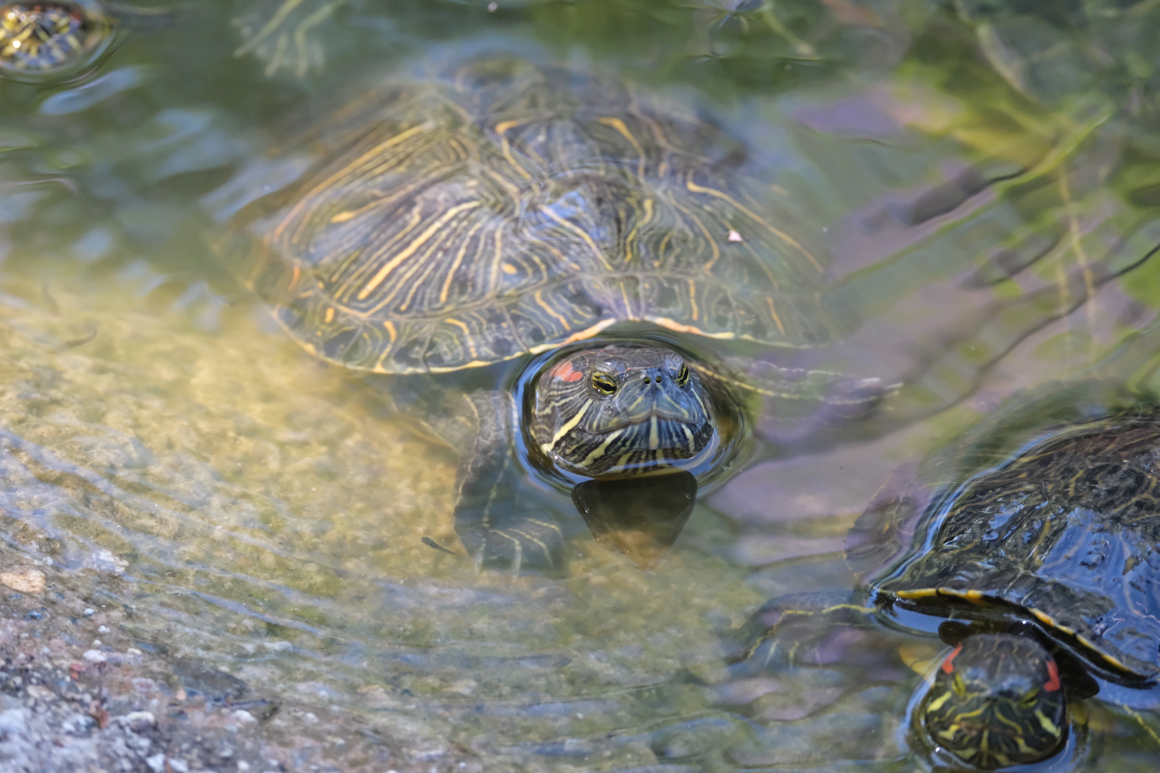 Caltech_turtle2.JPG