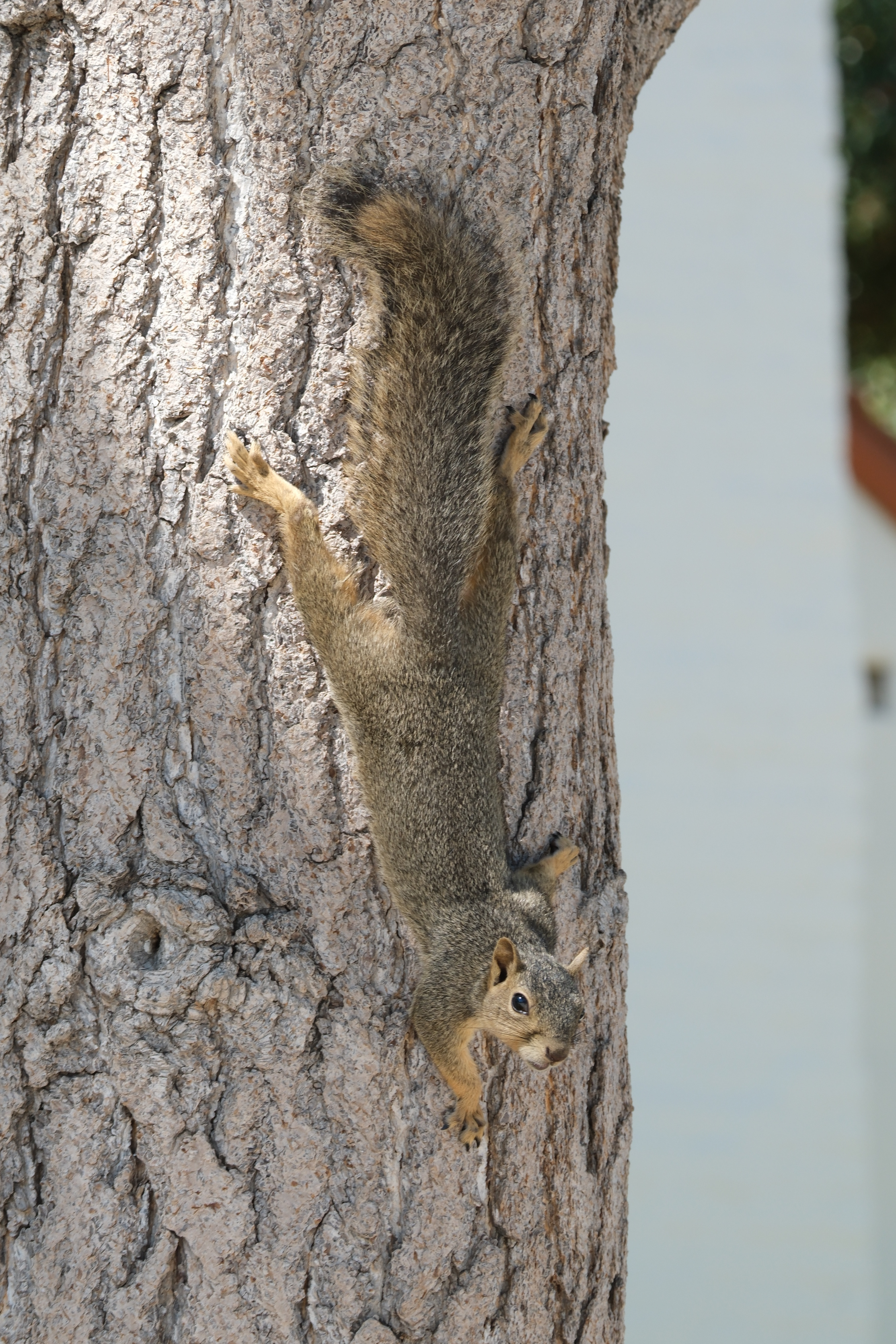 caltech_squirrel1.JPG