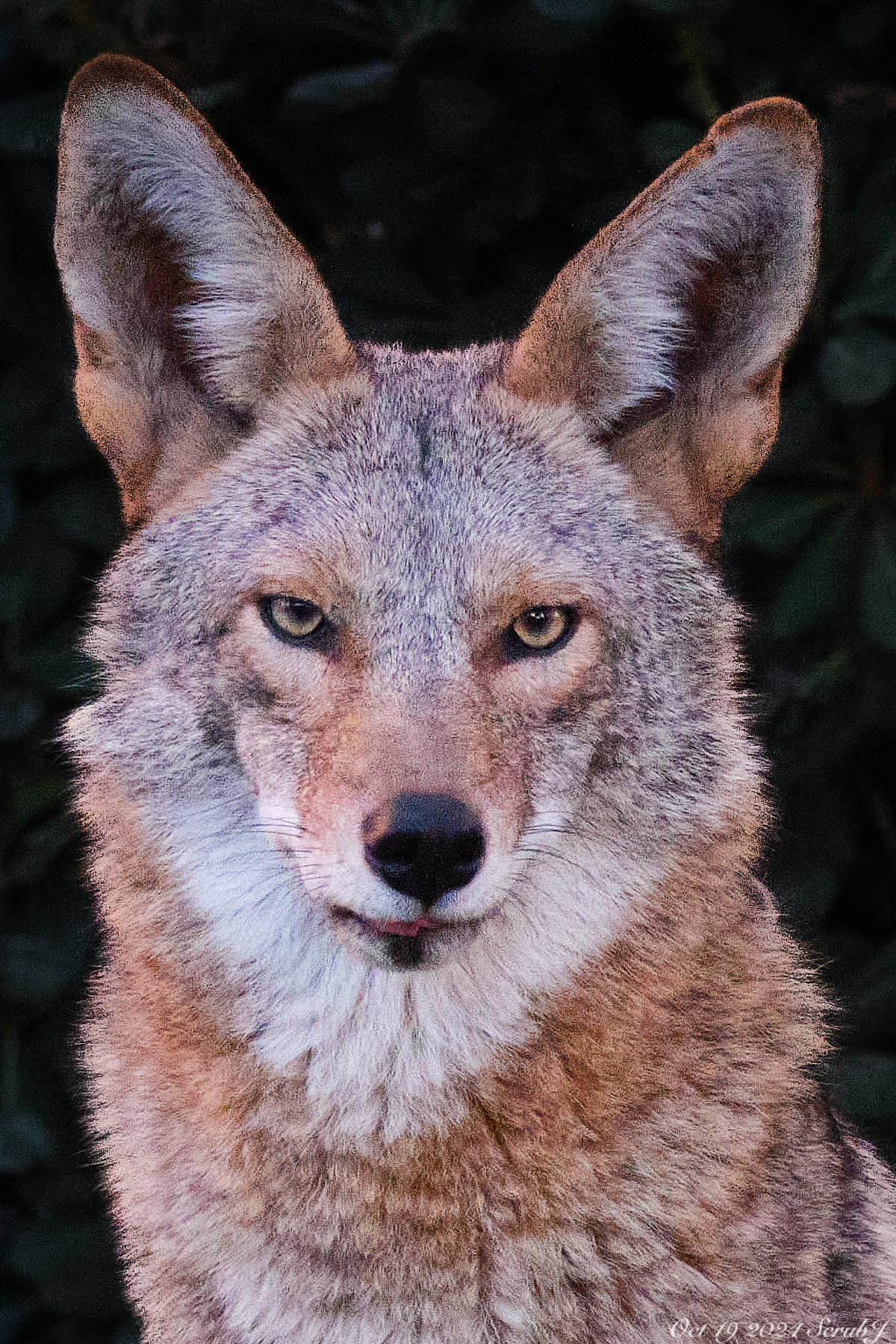 Coyote