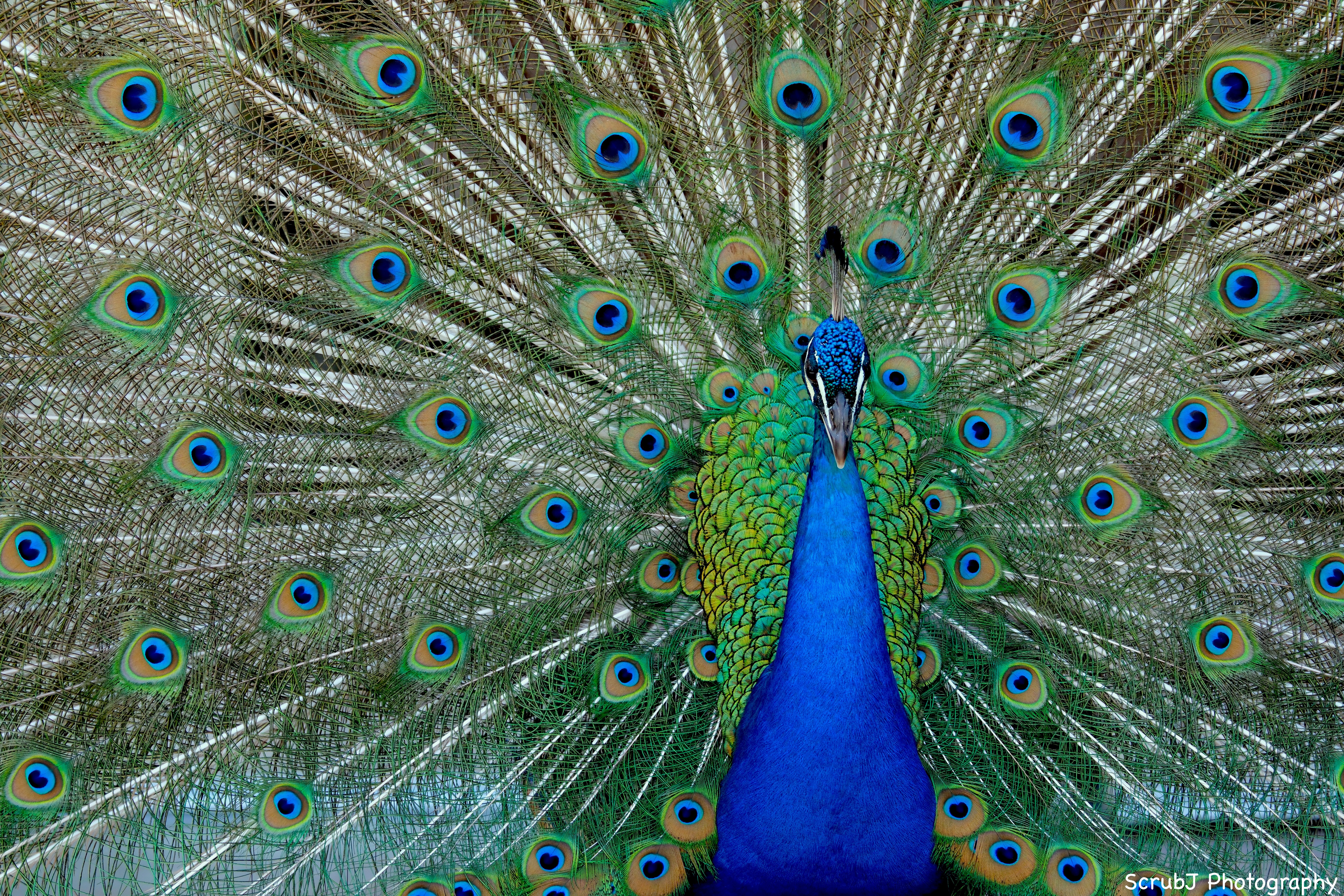 Indian Peacock