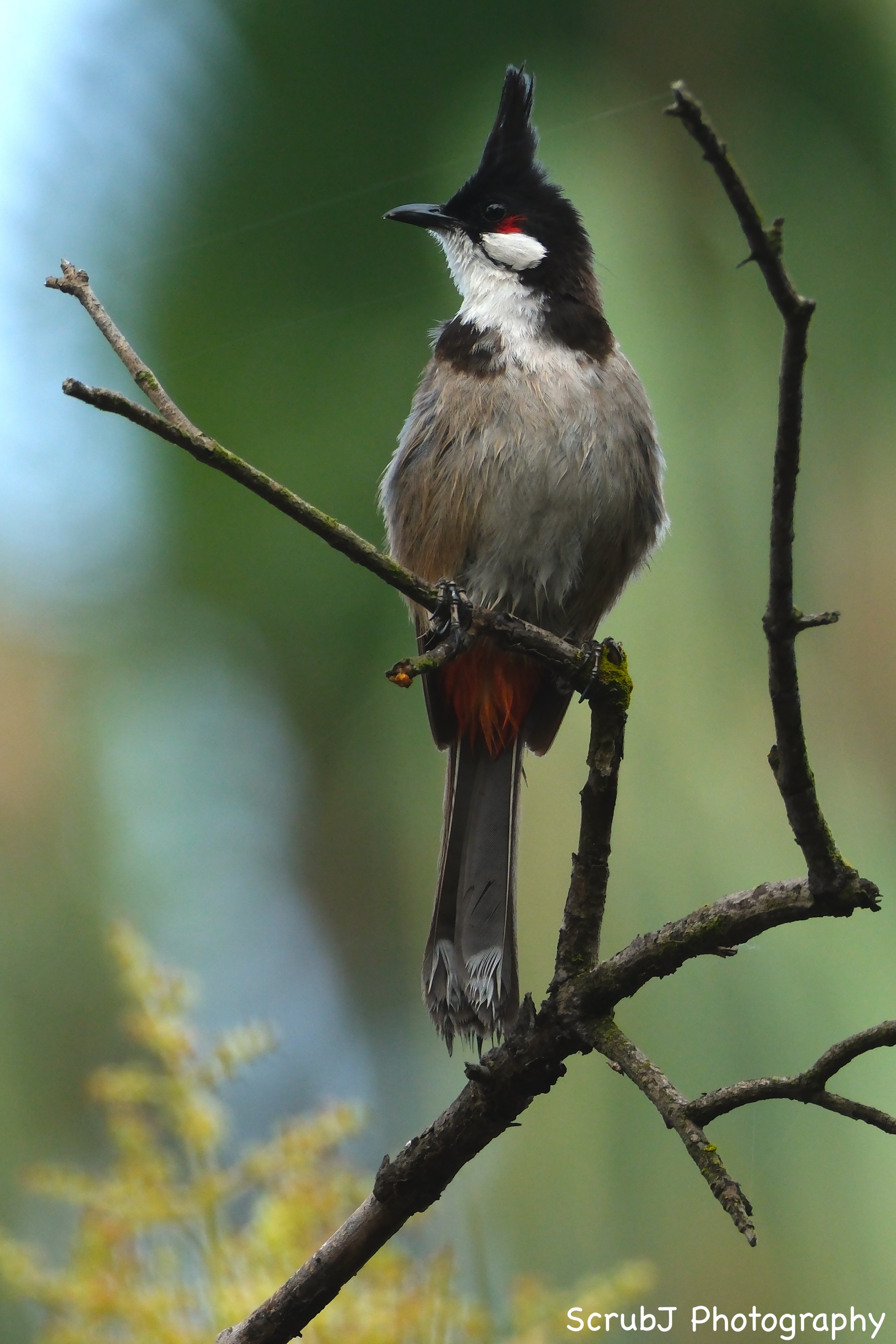 Red-whiskered Bulbul