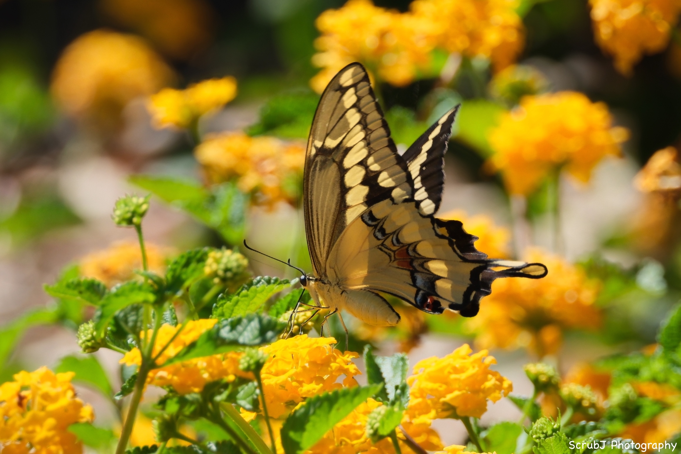 Giant Swallow Tail